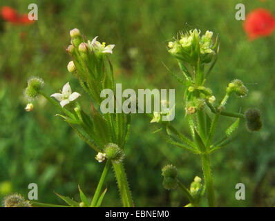 Falsche Hackmesser, Marin county Labkraut (Galium Spurium), auf der rechten Seite, im Vergleich mit gemeinsamen Cleavers, Galium Aparine, auf der linken Seite, Polen Stockfoto