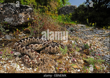 Nase-gehörnte Viper, gehörnte Viper, Langnasen-Viper (Vipera Ammodytes, Vipera Ammodytes Meridionalis), Weibchen kriecht über steinigen Boden gut getarnt, Griechenland, Mazedonien, Kato Olympos Stockfoto