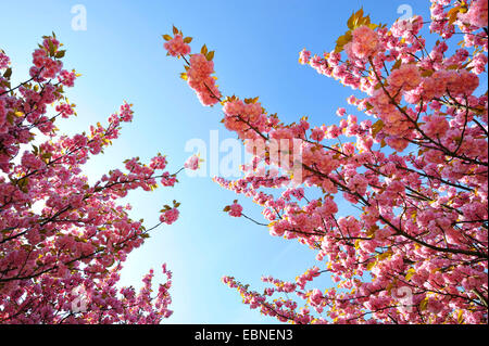 orientalische Kirsche (Prunus Serrulata), blühende Zweige gegen blauen Himmel Stockfoto