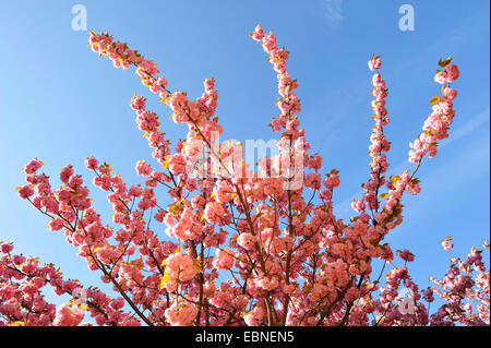 orientalische Kirsche (Prunus Serrulata), blühende Zweige gegen blauen Himmel Stockfoto