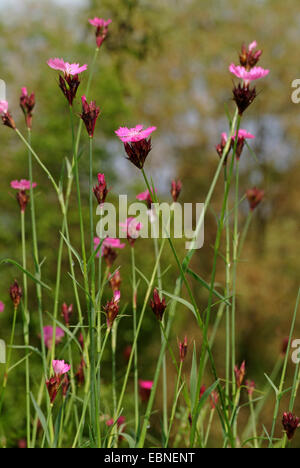 Kartäuser rosa, rosa Clusterhead (Dianthus Carthusianorum), blühen, Deutschland Stockfoto