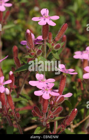 Rock Seifenkraut, Tumbling Ted (Saponaria Ocymoides), Blumen, Schweiz Stockfoto