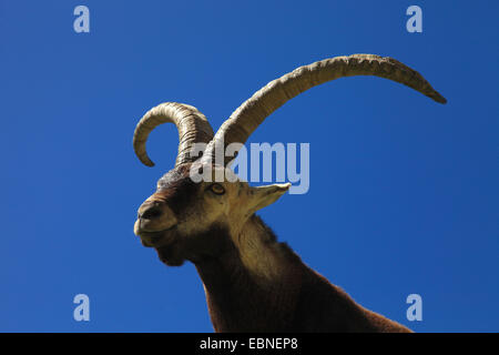 Spanischer Steinbock (Capra Pyrenaica Victoriae), Portrait gegen blauen Himmel, Spanien, Sierra De Gredos Stockfoto