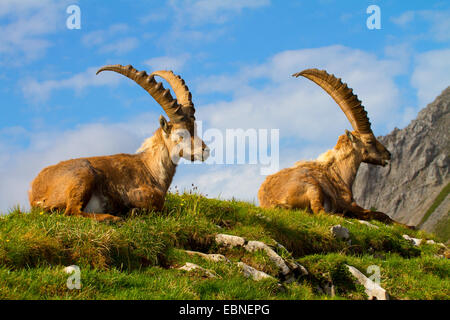 Alpensteinbock (Capra Ibex, Capra Ibex Ibex), zwei alpine Steinböcke in Almwiese liegen und dösen, Schweiz, Alpstein, Altmann Stockfoto