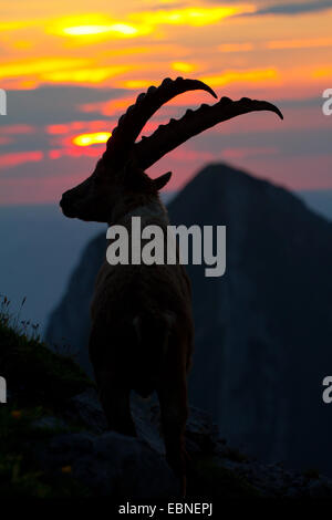 Alpensteinbock (Capra Ibex, Capra Ibex Ibex), Silhouette gegen Sonnenaufgang, Schweiz, Alpstein Stockfoto