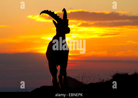 Alpensteinbock (Capra Ibex, Capra Ibex Ibex), Silhouette gegen Sonnenaufgang, Schweiz, Alpstein Stockfoto