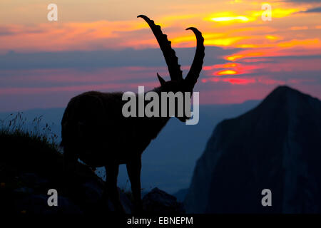 Alpensteinbock (Capra Ibex, Capra Ibex Ibex), Silhouette gegen Sonnenaufgang, Schweiz, Alpstein Stockfoto