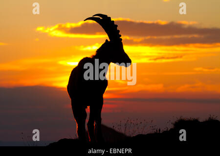 Alpensteinbock (Capra Ibex, Capra Ibex Ibex), Silhouette gegen Sonnenaufgang, Schweiz, Alpstein Stockfoto