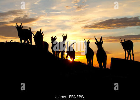 Alpensteinbock (Capra Ibex, Capra Ibex Ibex), Silhouette einer Gruppe gegen Sonnenaufgang, Schweiz, Alpstein Stockfoto