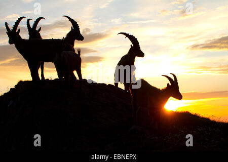 Alpensteinbock (Capra Ibex, Capra Ibex Ibex), Silhouette einer Gruppe gegen Sonnenaufgang, Schweiz, Alpstein Stockfoto