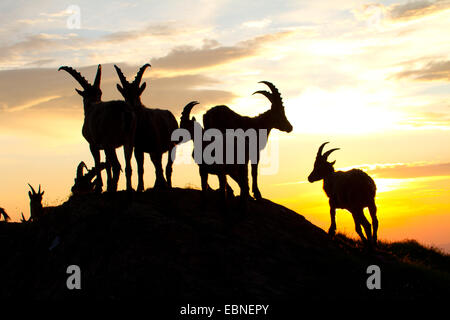 Alpensteinbock (Capra Ibex, Capra Ibex Ibex), Silhouette einer Gruppe gegen Sonnenaufgang, Schweiz, Alpstein Stockfoto