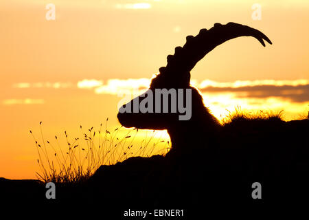 Alpensteinbock (Capra Ibex, Capra Ibex Ibex), Portrait gegen Sonnenaufgang, Schweiz, Alpstein Stockfoto