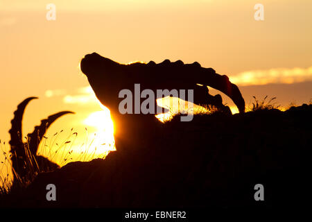 Alpensteinbock (Capra Ibex, Capra Ibex Ibex), Portrait gegen Sonnenaufgang, Schweiz, Alpstein Stockfoto