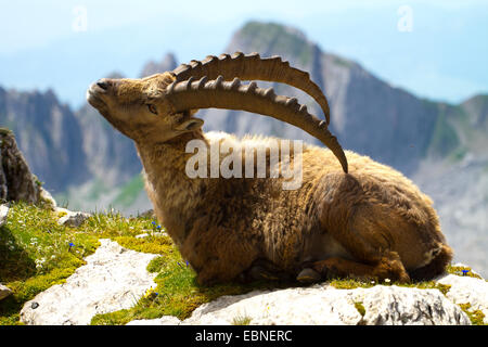 Alpensteinbock (Capra Ibex, Capra Ibex Ibex), liegend auf Sporn des Grases, kratzen die Rückseite mit Hörnern, der Schweiz, Alpstein Säntis Stockfoto