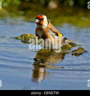 Eurasische Stieglitz (Zuchtjahr Zuchtjahr), Baden im flachen Wasser, Ungarn Stockfoto