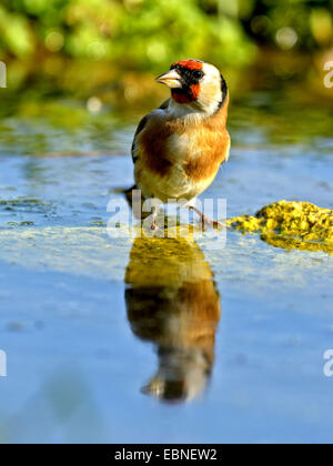 Eurasische Stieglitz (Zuchtjahr Zuchtjahr), stehend auf einem Stein im flachen Wasser, Ungarn Stockfoto