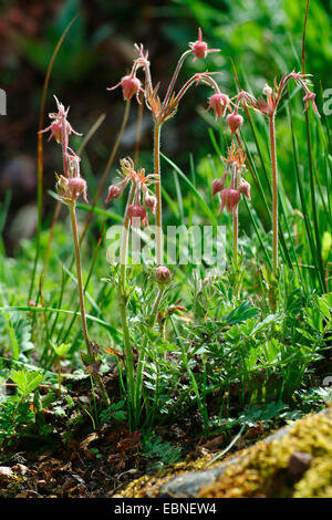 Purple Avens, Wasser Avens (Geum Rivale), im Keim zu ersticken, Deutschland Stockfoto