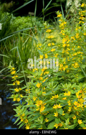 Gefleckte Gilbweiderich (Lysimachia Trommler), blühen an einem Teich, Deutschland Stockfoto