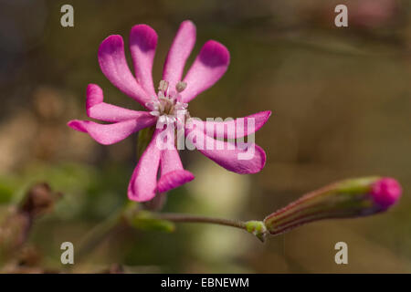 Rosa Zwerg, gespaltenen-blättrige Campion, Mittelmeer Leimkraut (Silene Colorata), Blume Stockfoto