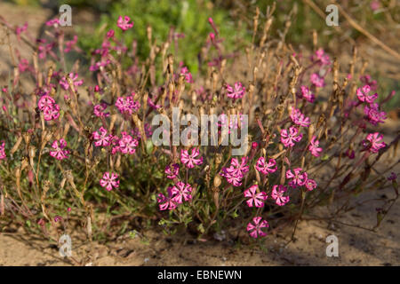 Dwarf Pink Star, gespaltenen-blättrige Campion, Mittelmeer Leimkraut (Silene Colorata), blühen Stockfoto