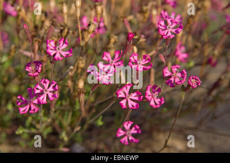 Dwarf Pink Star, gespaltenen-blättrige Campion, Mittelmeer Leimkraut (Silene Colorata), blühen Stockfoto