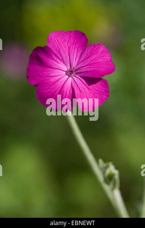 Rose Campion, Krone rosa, rosa Königskerze, Dusty Miller (Lychnis Coronaria, Silene Coronaria), Blume Stockfoto