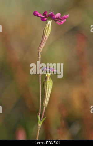 Zwerg, Pink Star, gespaltenen-blättrige Campion, Mittelmeer Leimkraut (Silene Colorata), Blumen Stockfoto