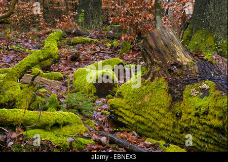morsche Eiche Stämme moosbedeckten, Deutschland, Nordrhein-Westfalen, Bergisches Land Stockfoto