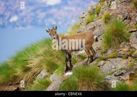 Alpensteinbock (Capra Ibex, Capra Ibex Ibex), junge Steinböcke am Monte Legnone, Italien, Bergamasker Alpen Stockfoto