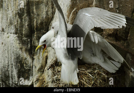 Schwarz-legged Kittiwake (Rissa Tridactyla, Larus Tridactyla), zwei Möwen widersprüchliche für ein Nest, Vereinigtes Königreich, England, Northumberland Stockfoto