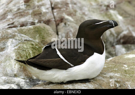 Tordalk (Alca Torda), sitzt auf einem Felsen, Farne Islands, Northumberland, England, Vereinigtes Königreich Stockfoto