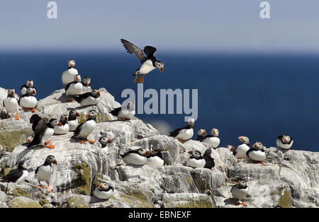 Papageitaucher, gemeinsame Papageientaucher (Fratercula Arctica), Landung in einer Kolonie auf einer Klippe, Farne Islands, Northumberland, England, Vereinigtes Königreich Stockfoto