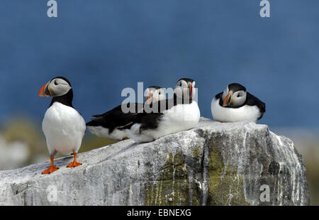 Papageitaucher, gemeinsame Papageientaucher (Fratercula Arctica), vier Erwachsene Vögel auf einem Felsen, Farne Islands, Northumberland, England, Vereinigtes Königreich Stockfoto