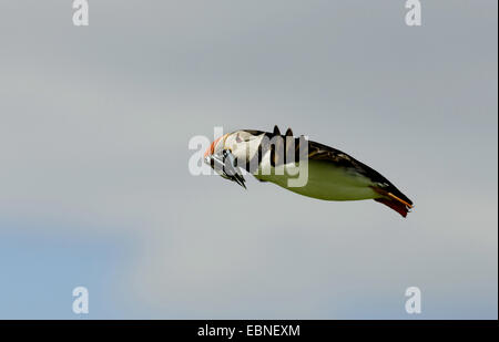 Papageitaucher, gemeinsame Papageientaucher (Fratercula Arctica), im Flug mit Fischen in der Rechnung, Farne Islands, Northumberland, England, Vereinigtes Königreich Stockfoto