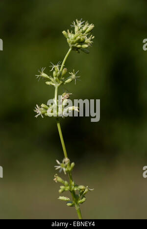 Spanische Leimkraut (Silene Otitiden), Blütenstand, Deutschland Stockfoto