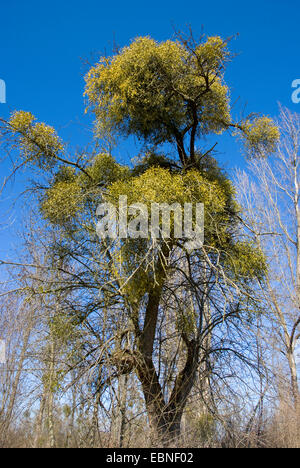 Mistel, Leimrute Mistel (Viscum Album Subspecies Album, Viscum Album), Misteln auf einem Baum im Winter, Deutschland Stockfoto