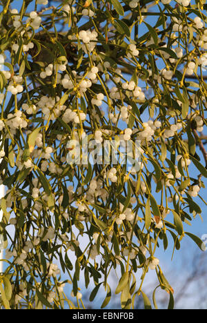 Mistel (Viscum Album Subspecies Album, Viscum Album), mit Beeren, Deutschland Stockfoto