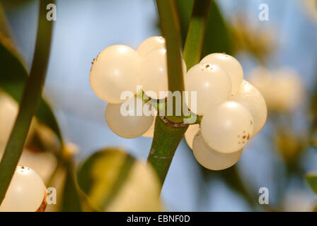 Mistel (Viscum Album Subspecies Album, Viscum Album), Beeren, Deutschland Stockfoto