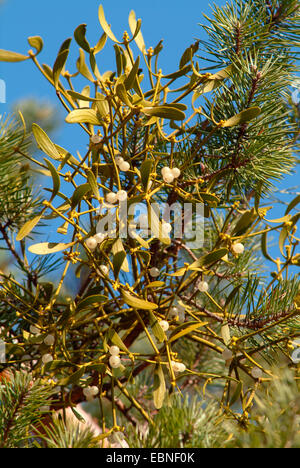 Mistel (Viscum Album Ssp Austriacum), Zweig mit Mistel, Deutschland Stockfoto