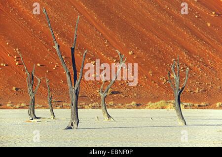 Camel Thorn, Giraffe Thorn (Acacia Erioloba), Tote Kamel Dornen in der Wüste am Abend Licht, Namibia, Namib Naukluft Nationalpark, Sossusvlei Stockfoto