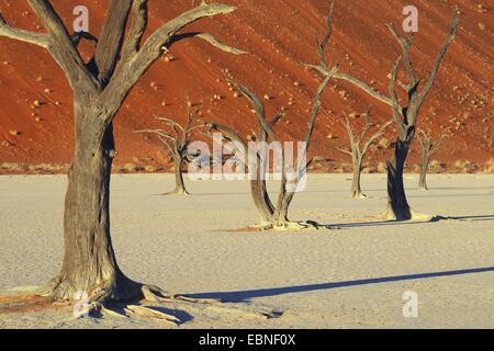 Camel Thorn, Giraffe Thorn (Acacia Erioloba), Tote Kamel Dornen in der Wüste am Abend Licht, Namibia, Namib Naukluft Nationalpark, Sossusvlei Stockfoto