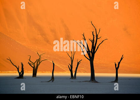 Camel Thorn, Giraffe Thorn (Acacia Erioloba), Tote Kamel Dornen in der Wüste am Abend Licht, Namibia, Namib Naukluft Nationalpark, Sossusvlei Stockfoto