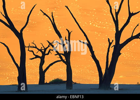 Camel Thorn, Giraffe Thorn (Acacia Erioloba), Tote Kamel Dornen in der Wüste im Morgen Licht, Namibia, Namib Naukluft Nationalpark, Sossusvlei Stockfoto