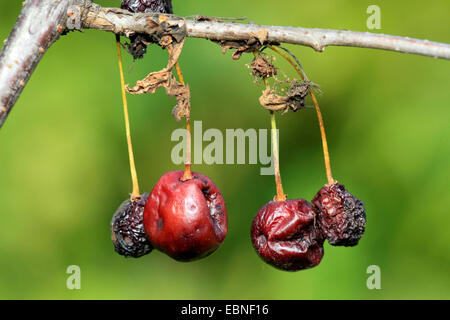 Zwerg-Kirsche, Morello Kirsche, Sauerkirsche (Prunus Cerasus), Kirschen mit Schäden Bei Monilia Laxa, Deutschland Stockfoto