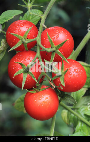 Garten Tomaten (Solanum Lycopersicum, Lycopersicon Esculentum), Sorte Picolino, Tomaten in Regen Stockfoto