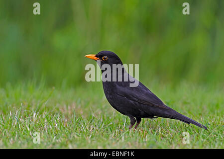 Amsel (Turdus Merula), männliche stehen auf einer Wiese, Niederlande, Friesland Stockfoto