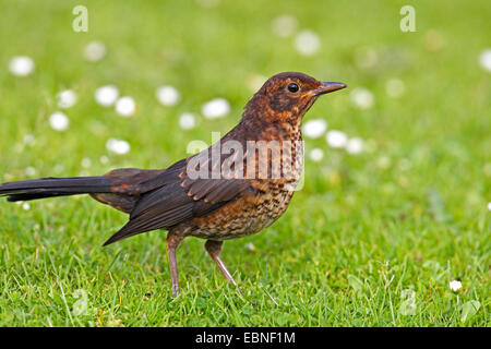 Amsel (Turdus Merula), Weiblich, stehend auf einer Wiese, Niederlande, Friesland Stockfoto