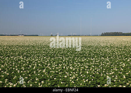 Kartoffel (Solanum Tuberosum), Feld, Windräder in den Hintergrund, Niederlande, Flevoland Blüte Stockfoto