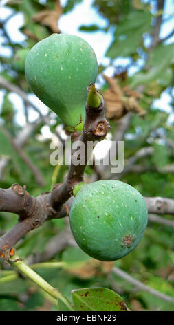 essbaren Feigen, gemeinsame Feigen (Ficus Carica), Feigen auf einem Baum, Spanien, Balearen, Mallorca Stockfoto