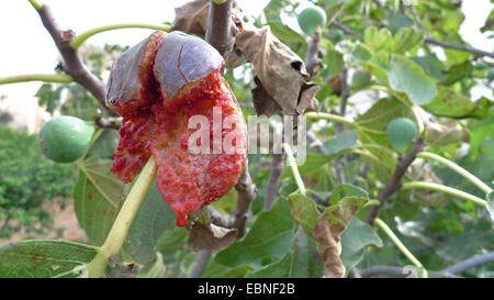 essbare Feigen, gemeinsame Feigen (Ficus Carica), Reife offene Feigen auf einem Baum, Spanien, Balearen, Mallorca Stockfoto